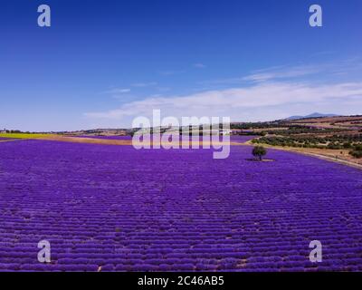 Campo lavanda vista drone con colori magenta su cielo blu. Cima aerea di fiori di Lavandula in fiore con cespugli viola su terreno agricolo Grecia. Foto Stock