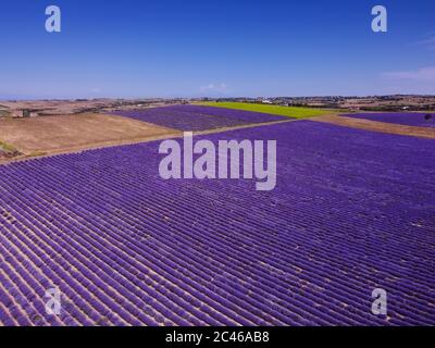 Campo lavanda vista drone con colori magenta su cielo blu. Cima aerea di fiori di Lavandula in fiore con cespugli viola su terreno agricolo Grecia. Foto Stock