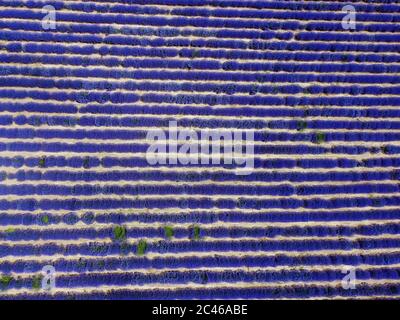 Campo lavanda paesaggio drone scatto con colori magenta. Vista aerea in fiore dei fiori di Lavandula con cespugli viola sul terreno agricolo Grecia. Foto Stock