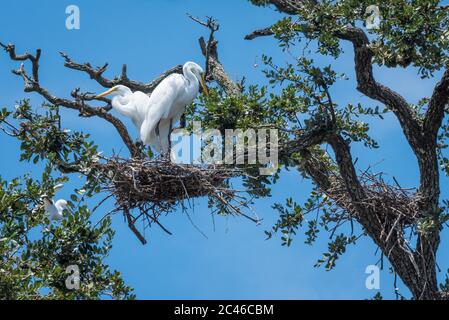 Grandi garzette al loro nido a St. Augustine, Florida. (STATI UNITI) Foto Stock