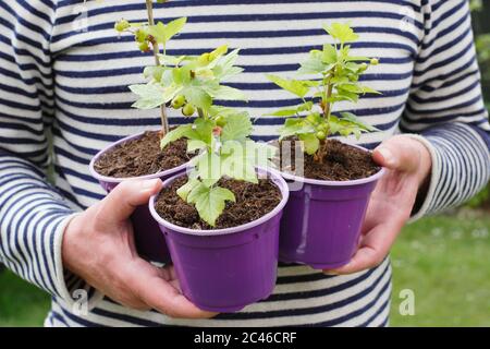 Ribes nigrum. Piante di ribes nero sane e giovani, prese da talee. REGNO UNITO Foto Stock