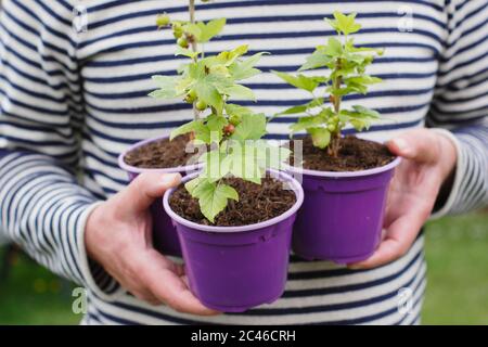 Ribes nigrum. Piante di ribes nero sane e giovani, prese da talee. REGNO UNITO Foto Stock