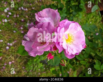 Delicato gemma di rose di blu in fiore per la tua varietà Foto Stock