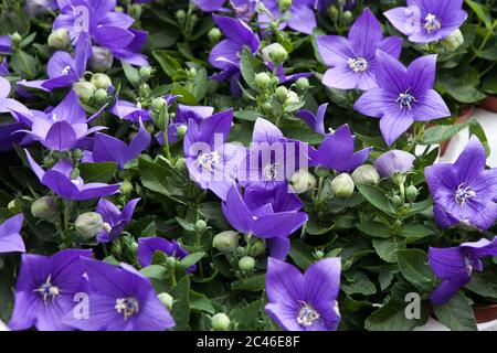 Campanula persicifolia (foglie di pesca Bellflower, Campanula persiano o bastone Jacob), fiori di campana viola nel giardino estivo. Sfondo Foto Stock