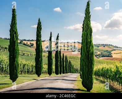 Regione Marche, colline coltivate in estate, cipressi e vigneti. Italia Foto Stock
