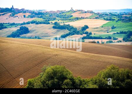 Regione Marche, colline coltivate in estate, prati, grano e campi verdi. Italia Foto Stock
