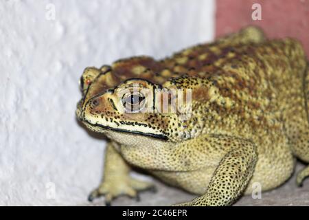 Primo piano di un rospo asiatico comune in un angolo della stanza sotto le luci - concetto di fauna selvatica Foto Stock