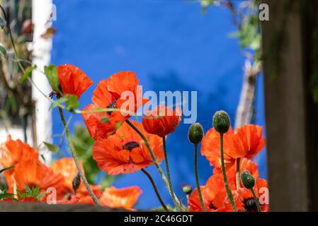 Hiddensee, Germania. 05 giugno 2020. I papaveri rossi crescono al Blaue Scheune di Vitte su Hiddensee. Credit: Fahren/dpa-Zentralbild/ZB/dpa/Alamy Live News Foto Stock