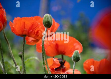 Hiddensee, Germania. 05 giugno 2020. I papaveri rossi crescono al Blaue Scheune di Vitte su Hiddensee. Credit: Fahren/dpa-Zentralbild/ZB/dpa/Alamy Live News Foto Stock