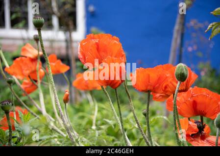 Hiddensee, Germania. 05 giugno 2020. I papaveri rossi crescono al Blaue Scheune di Vitte su Hiddensee. Credit: Fahren/dpa-Zentralbild/ZB/dpa/Alamy Live News Foto Stock