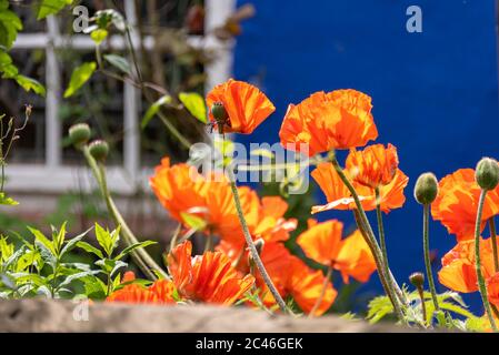 Hiddensee, Germania. 05 giugno 2020. I papaveri rossi crescono al Blaue Scheune di Vitte su Hiddensee. Credit: Fahren/dpa-Zentralbild/ZB/dpa/Alamy Live News Foto Stock