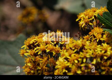 Closeup di bella jacobaea giallo volgaris fiori su un sfondo sfocato Foto Stock