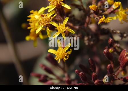 Closeup di bella jacobaea giallo volgaris fiori su un sfondo sfocato Foto Stock