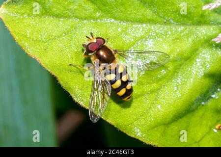 Hoverfly migrante (Eupeodes corollae) Sussex Garden, UK Foto Stock