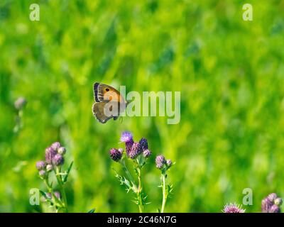 Prato marrone farfalla Maniola jurtina in volo Norfolk Foto Stock