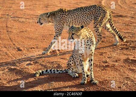 Cheetah selvaggi nel deserto di Kalahari al tramonto. Savannah africana, Namibia. Luce calda da sera Foto Stock