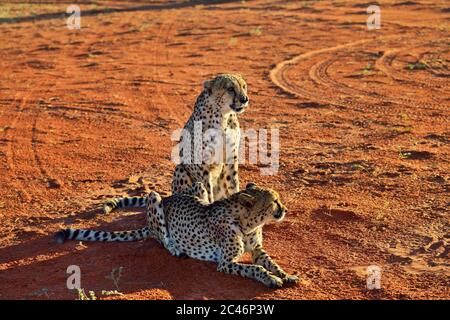 Cheetah selvaggi nel deserto di Kalahari al tramonto. Savannah africana, Namibia. Luce calda da sera Foto Stock