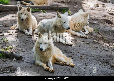 Hudson Bay Wolf pack (Canis lupus hudsonicus) lupi bianchi, originari del Canada, che riposano vicino den Foto Stock