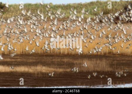 Golden Plover, Pluvialis albicaria, immagine astratta del gregge in volo. Preso dicembre. Titchwell, Norfolk, Regno Unito. Foto Stock