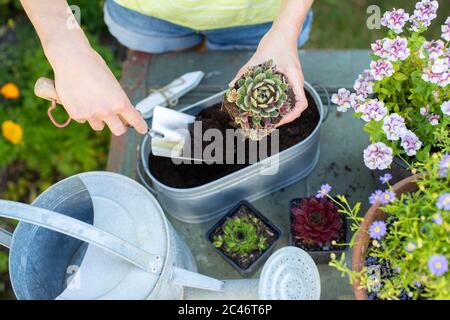 Overhead Close Up of Woman Giardinaggio a casa piantando piante succulente in Metal Planter all'aperto Foto Stock