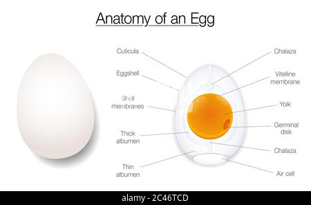 Struttura delle uova. Anatomia di un uovo di uccelli, con etichetta grafico con i nomi dei componenti - illustrazione del diagramma su sfondo bianco. Foto Stock