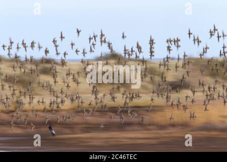 Golden Plover, Pluvialis albicaria, immagine astratta del gregge in volo. Preso dicembre. Titchwell, Norfolk, Regno Unito. Foto Stock