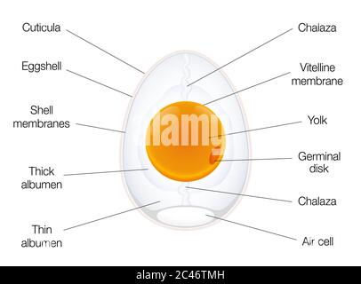 Anatomia di un uovo di uccelli. Grafico della struttura delle uova etichettato con i nomi dei componenti - illustrazione su sfondo bianco. Foto Stock