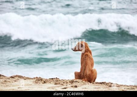 Cane solitario seduto sulla spiaggia e guardando il mare. Foto Stock