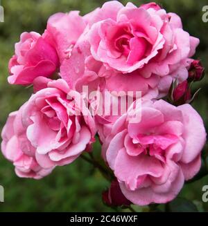 Rosa 'Pink Perpetue' Foto Stock