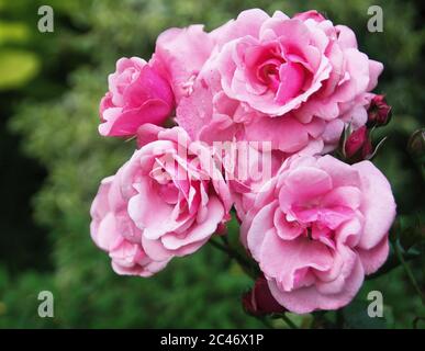 Rosa 'Pink Perpetue' Foto Stock