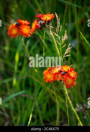 Fiori selvatici arancioni: volpe-e-cubs, pennello del diavolo, grim-the-collier, punta di falco arancione o Pilosella aurantiaca, Scozia, Regno Unito Foto Stock