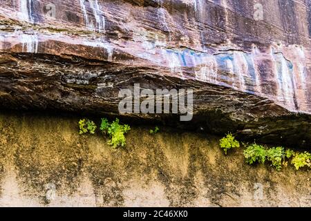 Giardini pensili sulle pareti colorate della scogliera di arenaria lungo la passeggiata lungo il fiume nel Parco Nazionale di Zion, Utah, Stati Uniti Foto Stock