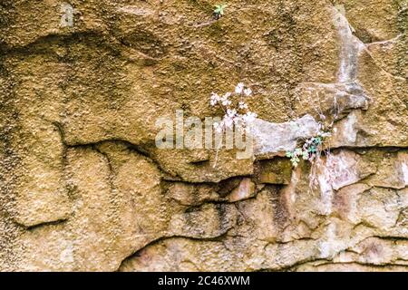 Giardini pensili sulle pareti colorate della scogliera di arenaria lungo la passeggiata lungo il fiume nel Parco Nazionale di Zion, Utah, Stati Uniti Foto Stock