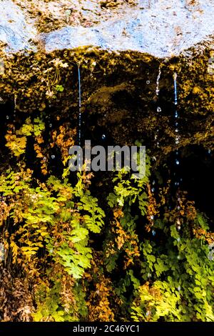 Giardini sospesi e acqua sgocciolare sulle colorate pareti di pietra arenaria lungo la passeggiata lungo il fiume nel Parco Nazionale di Zion, Utah, Stati Uniti Foto Stock