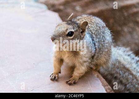 Rock Squirrel, Otospermophilus variegatus, nel Parco Nazionale di Zion, Utah, Stati Uniti Foto Stock