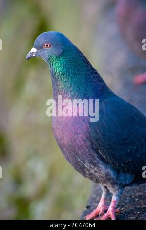 Pigeon su un Perch Foto Stock