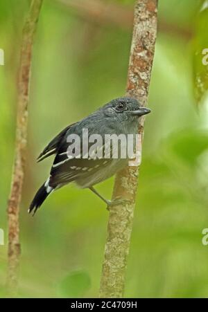 Amazonian Antshrike (Thamnophilus amazonicus cinereiceps) adult male perched on branch  Sabonita, Inirida, Colombia    November Stock Photo