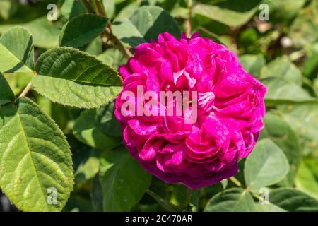 Rosa 'de Rescht', una rosa di Damasco di Portland fiorente in un giardino inglese durante giugno, Regno Unito Foto Stock