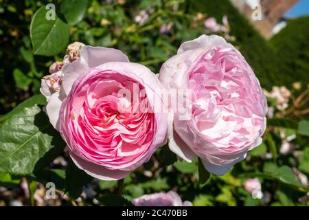 Olivia Rose Austin, un arbusto rosa pallido fiorisce in giugno in un giardino inglese, Regno Unito Foto Stock