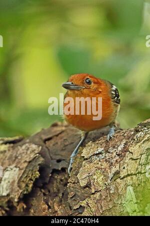 Amazonian Antshrike (Thamnophilus amazonicus cinereiceps) adult female perched on branch  Sabonita, Inirida, Colombia    November Stock Photo