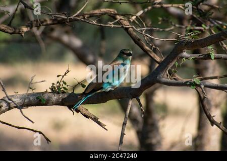 rullo indiano nascosto in un cespuglio al parco nazionale di ranthambore Foto Stock