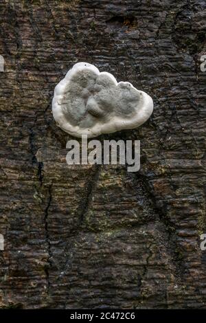 Fragile Cinder Fungus; Kretzschmaria deosta; Autunno; Regno Unito Foto Stock