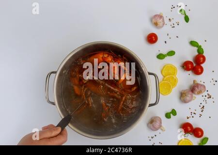 Donna cuoce aragoste in pentola con pice e erba. Vista dall'alto. Foto Stock