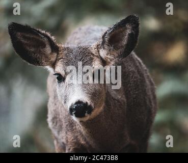 Cervi da luoghi intorno al Montana Foto Stock