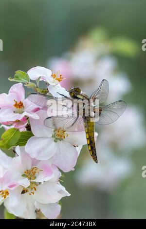 Libellula di Chaser; Libellula depressa; Male immaturo; UK Foto Stock