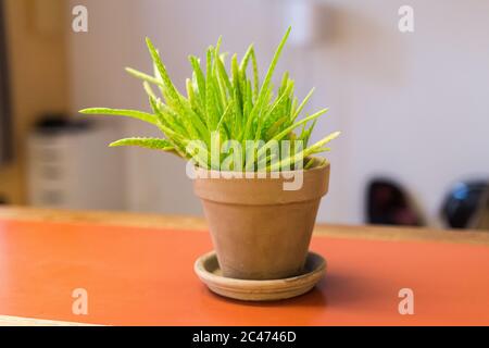 Aloe vera pianta in una pentola di terracotta su un banco di cucina arancione. Può essere usato come medicina & scopi farmaceutici. Crescere naturalmente. Succulento Foto Stock