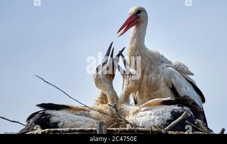 Giovani cicogne bianche (Ciconia ciconia) si sono chieste per il cibo nel nido Foto Stock