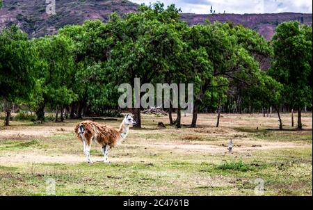Bella vista di un lama carino in piedi in un campo e guardando via Foto Stock