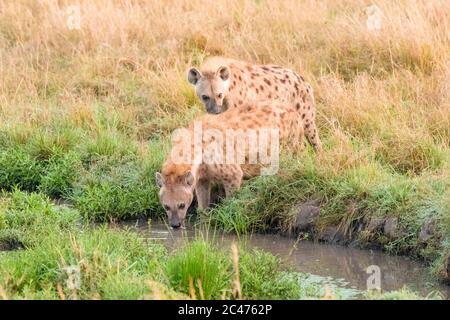 Iena avvistata, o ridendo iena, Crocuta croccuta, Maasai Mara National Reserve, fiume Mara, Maasai Mara, o Masai Mara, Narok County, Kenya, Africa Foto Stock