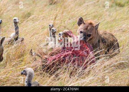 Iena macchiata, o iena ridente, Crocuta croccuta, nutrendo su wildebeest blu, Connochaetes taurinus, e avvoltoio bianco-backed, Gyps africanus, lookin Foto Stock